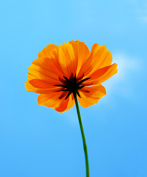 Blomma, orange.