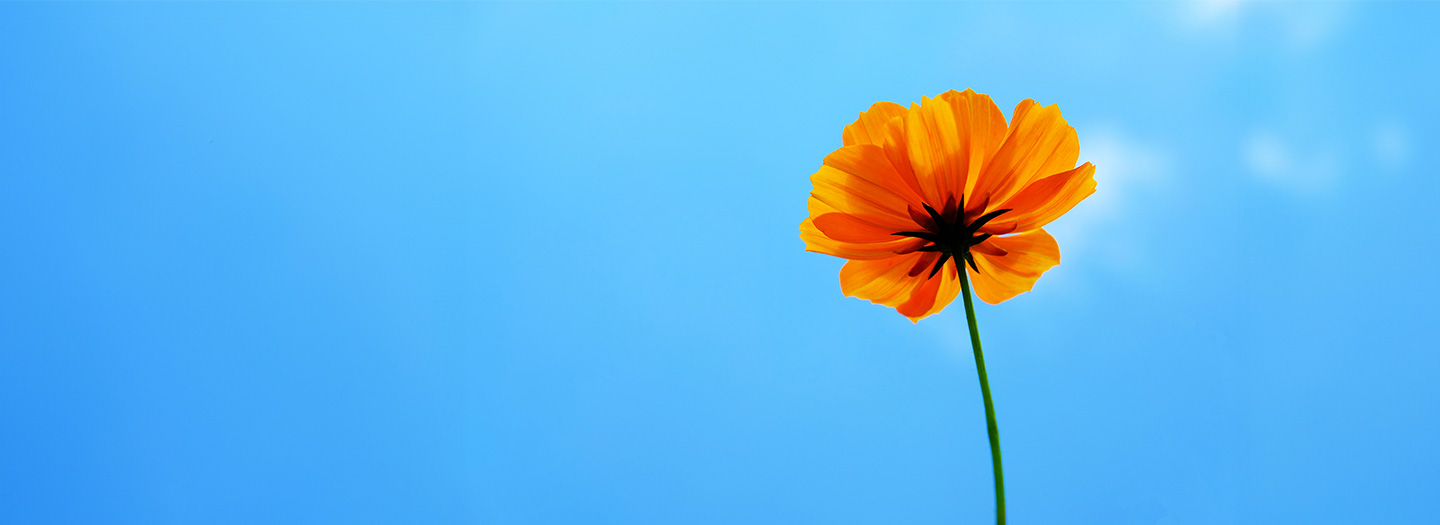 Blomma.